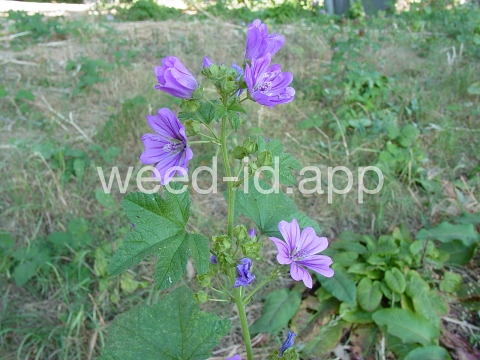 mallow, high